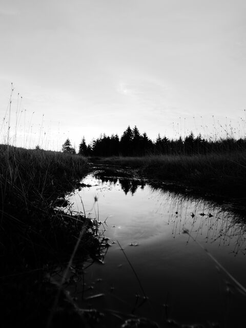 Sample (Dolly Sods Sunrise)