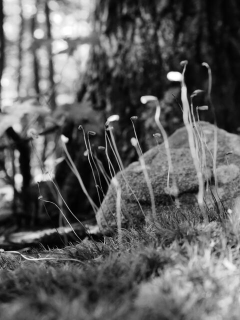 Sample (Moss)