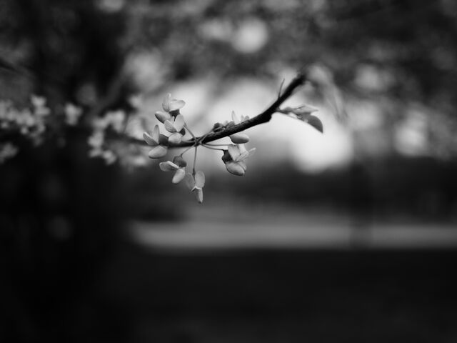 Sample (Redbud)