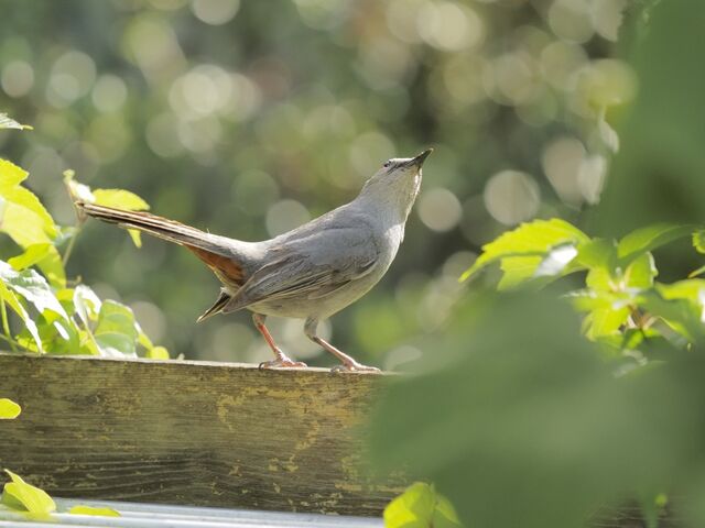 Sample (Catbird)