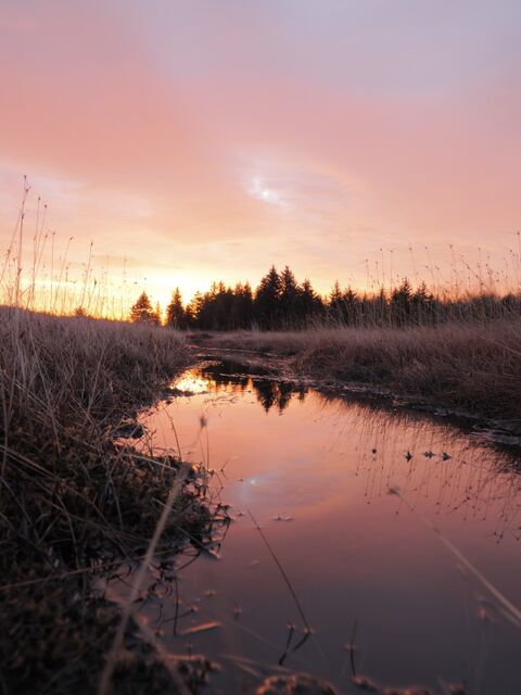 Sample (Dolly Sods Sunrise)