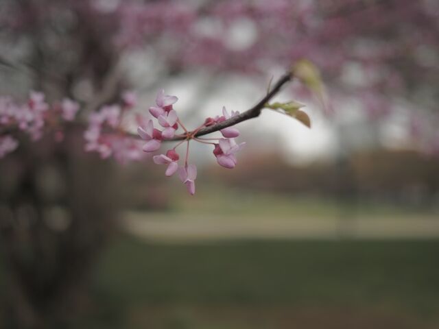 Sample (Redbud)