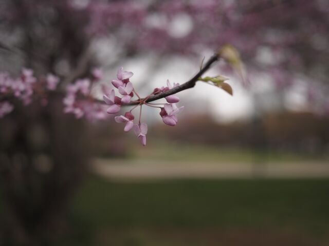 Sample (Redbud)