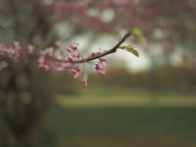 Sample (Redbud)
