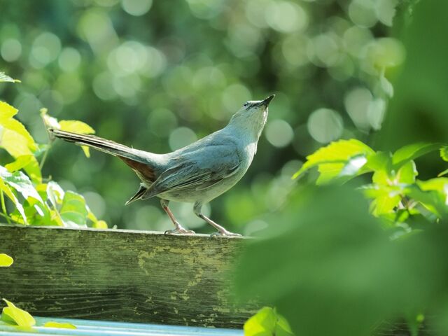 Sample (Catbird)