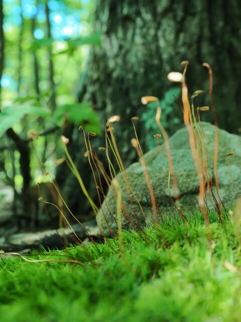 Sample (Fern)