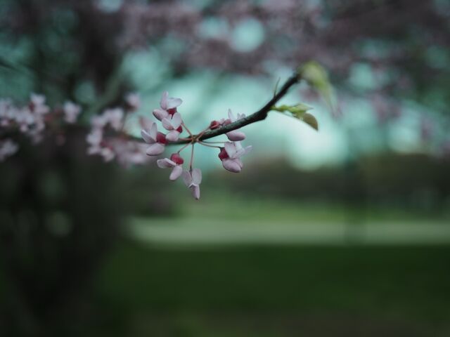 Sample (Redbud)