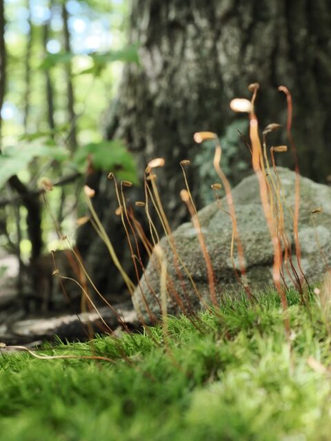 Sample (Moss)