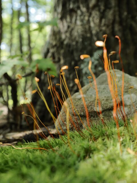 Sample (Moss)