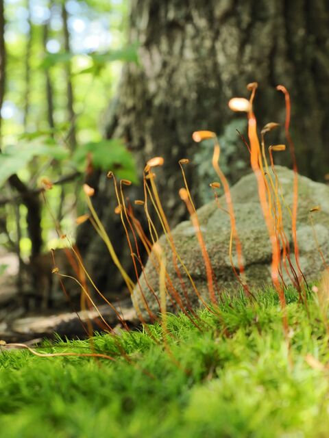 Sample (Moss)