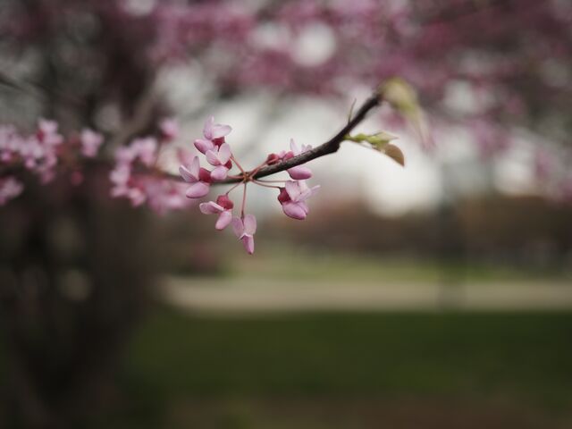 Sample (Redbud)