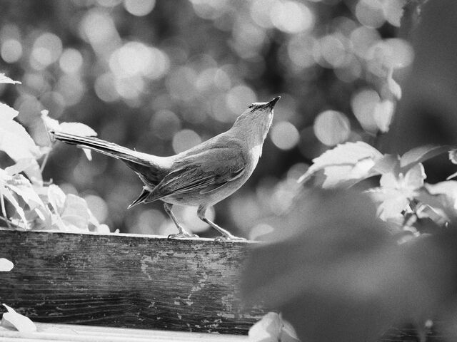 Sample (Catbird)
