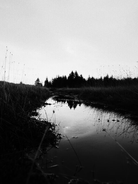 Sample (Dolly Sods Sunrise)