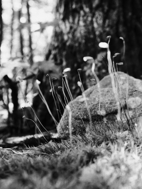 Sample (Moss)