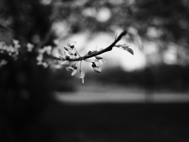 Sample (Redbud)