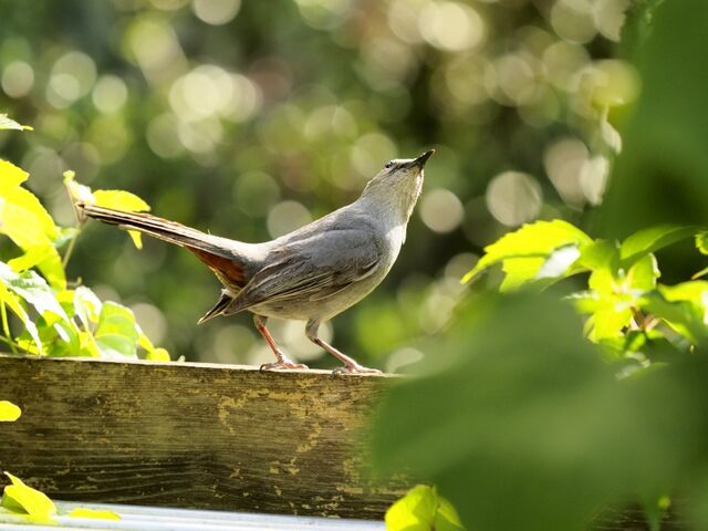 Sample (Catbird)