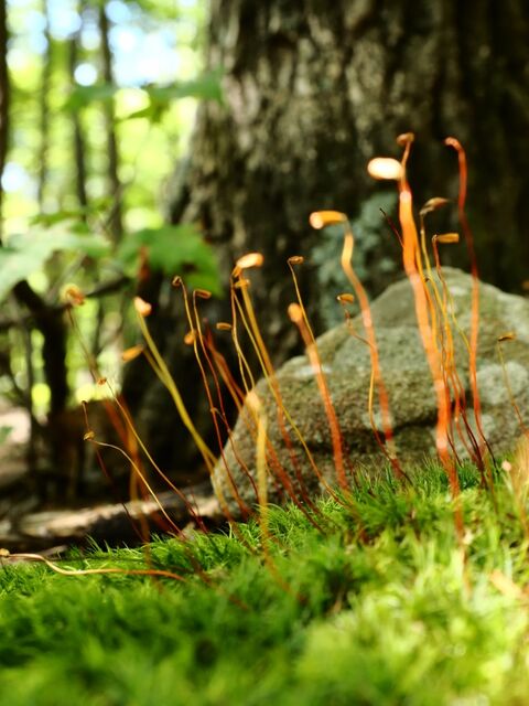 Sample (Moss)