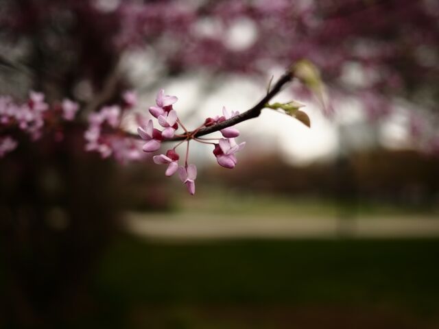 Sample (Redbud)