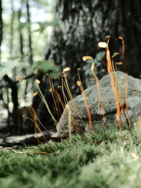 Sample (Moss)