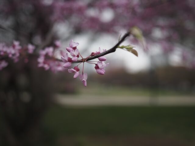 Sample (Redbud)