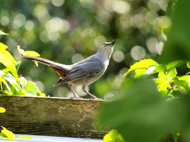 Sample (Catbird)