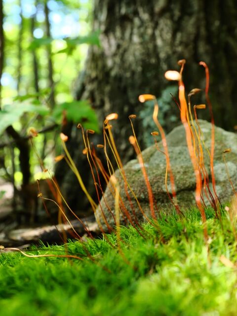 Sample (Moss)