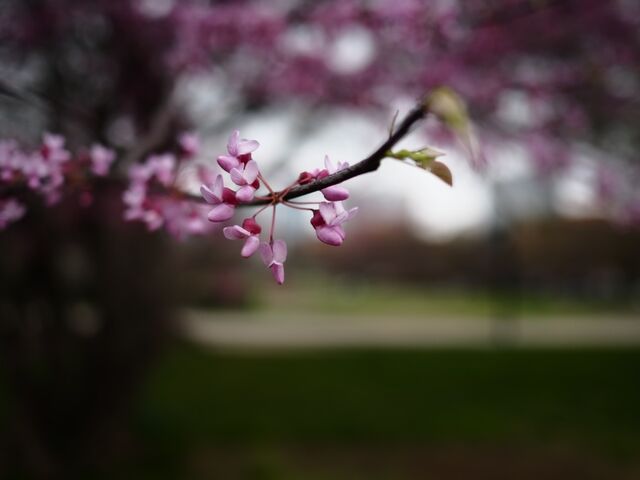 Sample (Redbud)