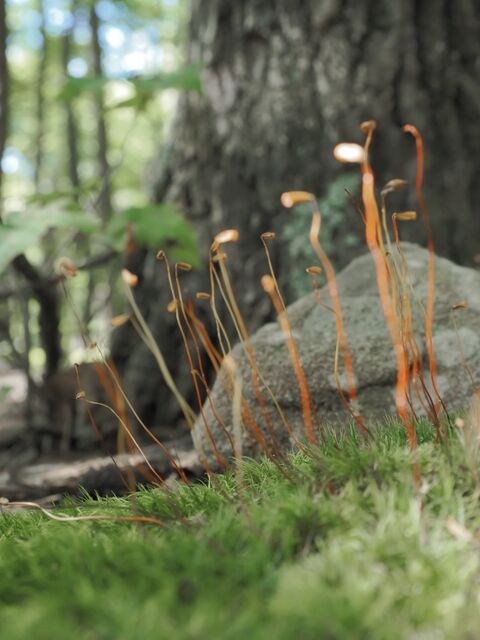 Sample (Moss)