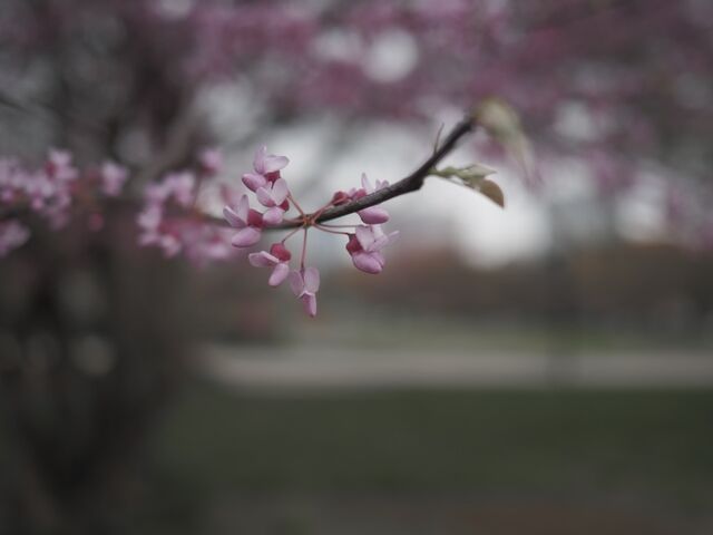 Sample (Redbud)