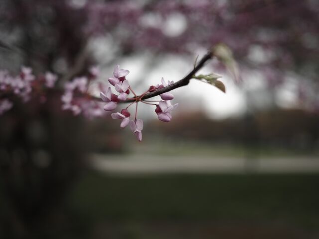 Sample (Redbud)