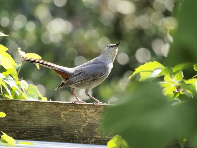 Sample (Catbird)