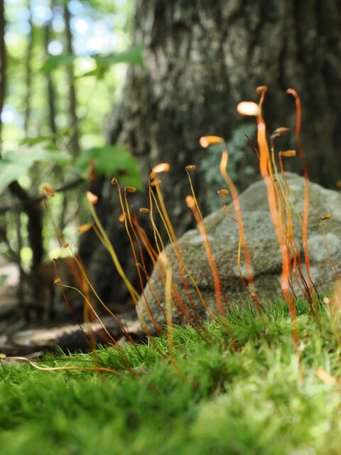 Sample (Moss)