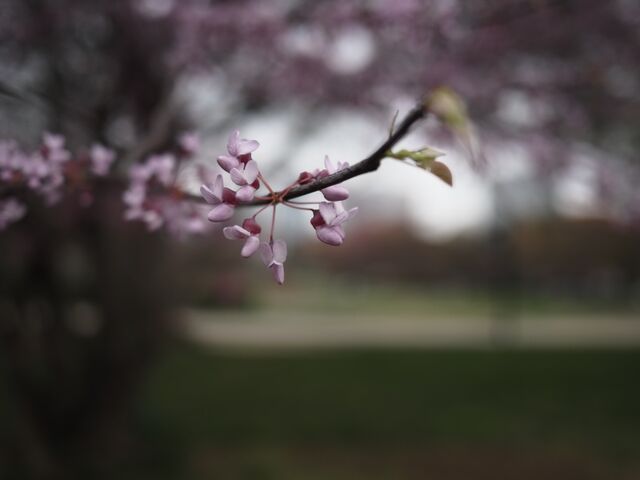 Sample (Redbud)