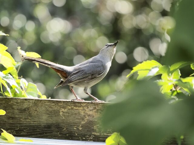 Sample (Catbird)