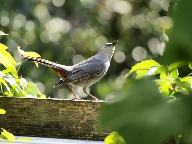 Sample (Catbird)