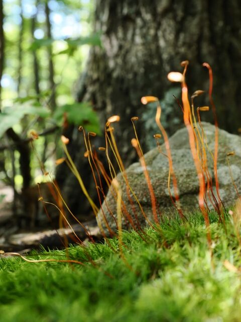Sample (Moss)