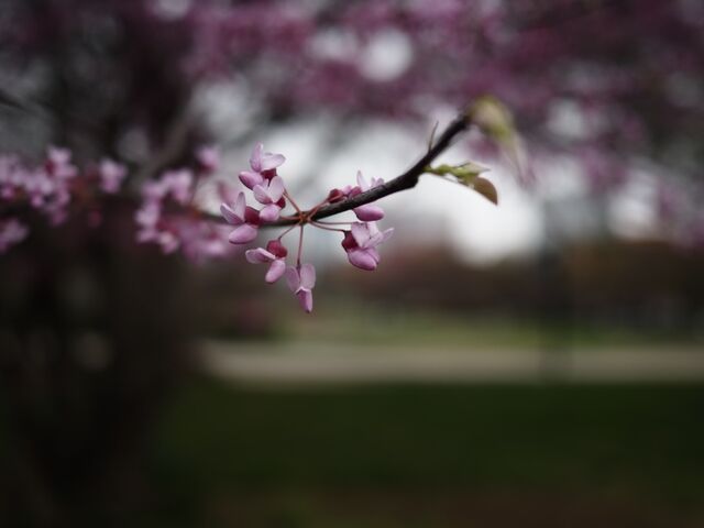 Sample (Redbud)