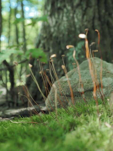 Sample (Moss)