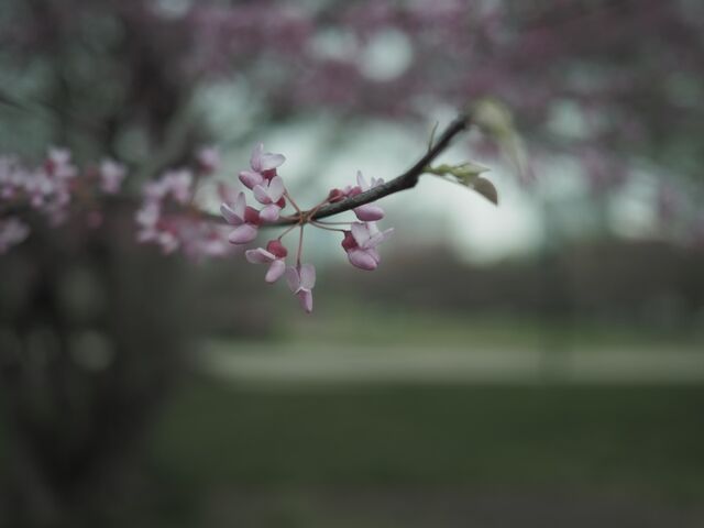 Sample (Redbud)