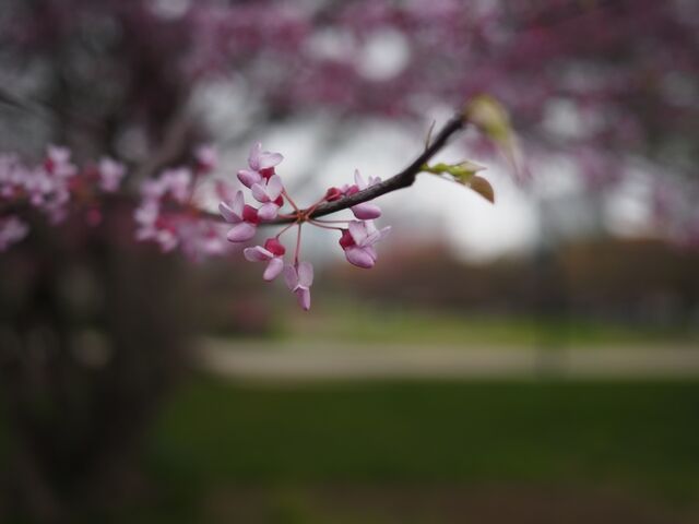 Sample (Redbud)