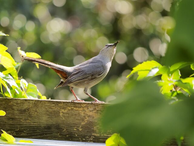 Sample (Catbird)