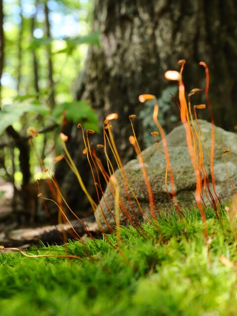Sample (Moss)