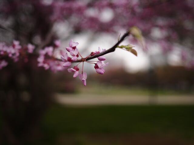 Sample (Redbud)