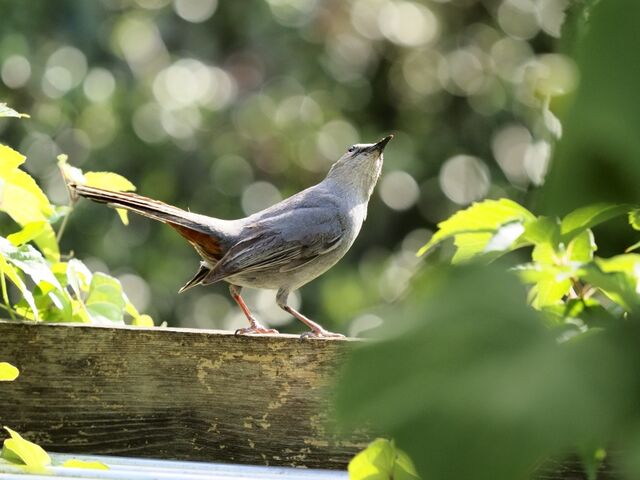 Sample (Catbird)