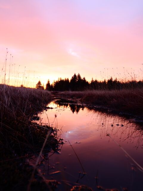 Sample (Dolly Sods Sunrise)