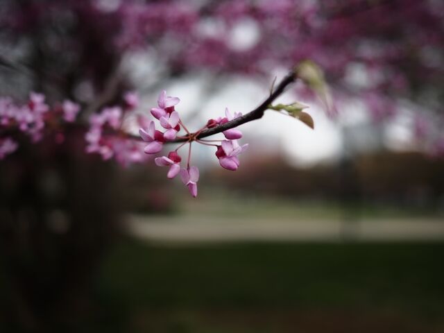 Sample (Redbud)