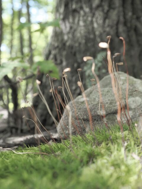 Sample (Moss)