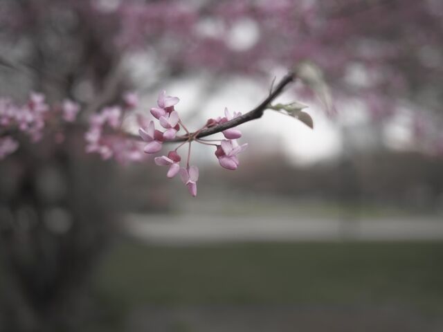 Sample (Redbud)