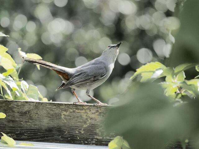 Sample (Catbird)