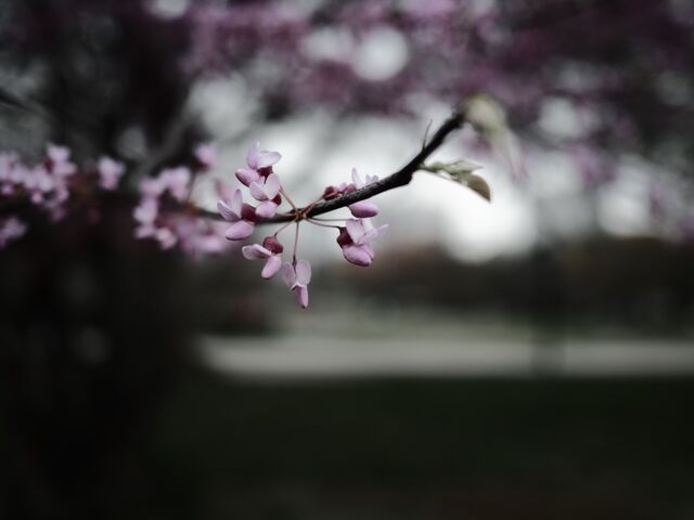 Sample (Redbud)